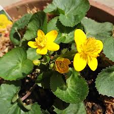 みんなの趣味の園芸