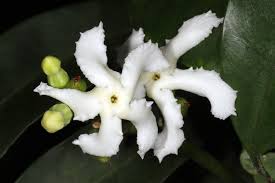 Image result for Tabernaemontana ventricosa