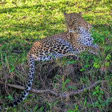 Fractal Leopard Photograph by Wade Aiken