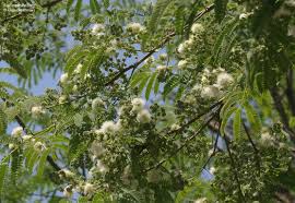 Image result for Otholobium foliosum