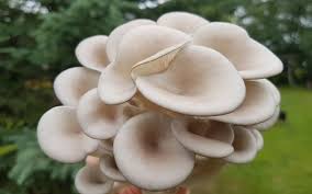Outdoor crafts outdoor art outdoor gardens mini gardens garden crafts garden projects 11 creative mushroom projects for your garden. Growing Mushrooms The Easy Way Outdoor Garden Freshcap Mushrooms