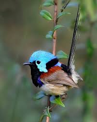 Birds That Start With Bu Followthewestwind Variegated Fairy Wren Via Variegated Fairy Wren Pm Heaven On Earth Pinterest Beautiful Birds Pretty Birds Animals