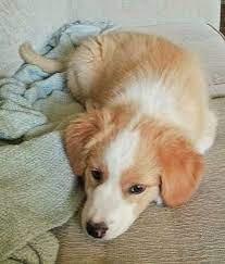 We did not find results for: Golden Retriever Australian Shepherd Mix Ellie Golden Retriever Australian Shepherd Mix Puppies Dog Person