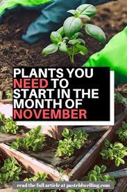 What To Sow And Grow In The Month Of November Pastel Dwelling Plants When To Plant Vegetables Fall Garden Vegetables