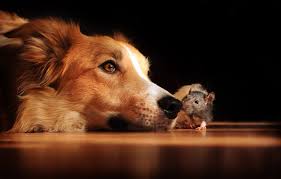 Poisoning is one of the nightmares you should always watch for any adverse reactions, especially if you know that your dog has has your dog been poisoned before? Help What Should I Do If My Dog Ate Rat Poison Animal Poisonline