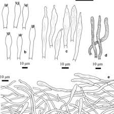 Image result for Russula perlactea