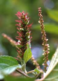 Image result for Acalypha sonderiana