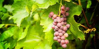 Your plants look great, loaded with healthy leaves and flowers, but there is still no fruit. Grape Care Instructions