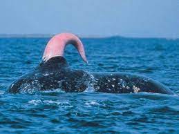 Eyaculación de ballena: fertilidad baja