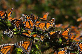 Mariposa Monarca Monarch Butterfly Monarch Butterfly Migration Butterfly