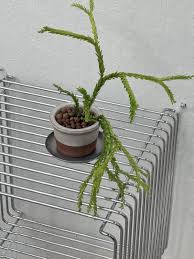 Image result for Huperzia bampsiana