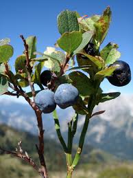 Image result for Vaccinium madagascariense