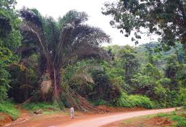 Image result for Renealmia africana