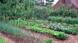 Indoor gardens are started for different reasons. Starting A Vegetable Garden The Basics Abc News