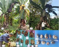 Image result for Ensete ventricosum