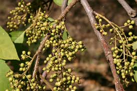 Image result for Maesa lanceolata