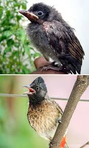 Free shipping on orders over $25 shipped by amazon. 30 Birds When They Re Babies Versus All Grown Up Bored Panda