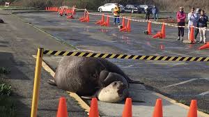 At Beach Overrun By Elephant Seals Visitors Get An Ahem Intimate View Of The Giant Mammals Elephant Seal Elephant Point Reyes National Seashore