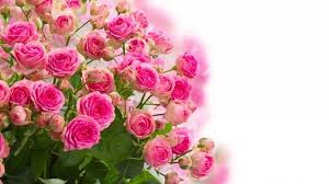 Pink Roses Bouquet Hd Wallpaper Pink Rose Bouquet Rose Bouquet Flowers