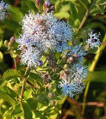Image result for Vernonia glabra