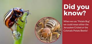 Both the adults, which are yellowish with black stripes, and the larvae, which are dark red or orange with black spots, feed on potato foliage. How To Identify Get Rid Of Potato Bugs Complete Potato Bug Removal Guide Pest Strategies