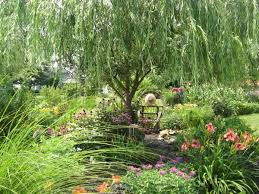 An Island Girl And Her Plants Willow Trees Garden Garden Trees Weeping Willow