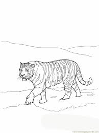 Hence, kids will find great joy in filling in tiger coloring pages with their own creative colors. Siberian Or Amur Tiger Coloring Page For Kids Free Tiger Printable Coloring Pages Online For Kids Coloringpages101 Com Coloring Pages For Kids