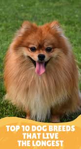 Top 10 Dog Breeds That Live The Longest In 2020 Top 10 Dog Breeds Dog Breeds Breeds