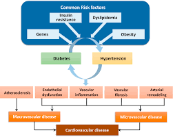Among the diabetes complications, microvascular complications such as nephropathy, retinopathy, and cardiomy opathy. Diabetes Hypertension And Cardiovascular Disease Clinical Insights And Vascular Mechanisms Canadian Journal Of Cardiology