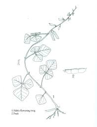 Image result for Pseudarthria