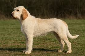 Image result for malý vendéeský hrubosrstý honič