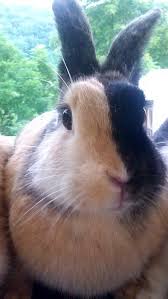 Chimera Rabbit Rabbit Breeds Cute Animals Animal Pictures