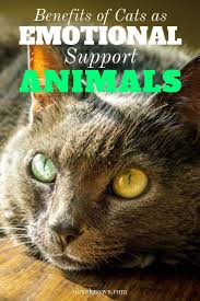 Benefits Of Cats As Emotional Support Animals Oliveknows Emotional Support Animal Support Animal Cat Training