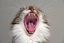 Cat and dog periodontal disease treatment begins with a professional exam by your veterinarian. Why Does My Cat Have Red Gums Popsugar Uk Pets