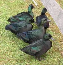 Baby Black And White Duck Breeds Beis And Cayuga Pictures Please Duck Breeds Cayuga Chickens Backyard