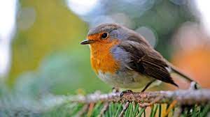 Vogelarten im garten handgefertigt in thailand wer spaß an gärtnern und from vogelarten im this is article about 28 inspirierend vogelarten im garten neu rating: Heimische Vogelarten Was Ist Das Fur Ein Vogel In Meinem Garten Bayern 1 Radio Br De