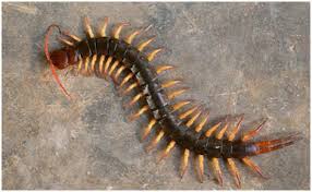 Giant centipede eating mouse 2. 8 Most Dangerous Centipedes Scolopendridae Scolopendra Cingulata Amazonian Giant Centipede