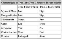 fast vs slow twitch muscle fibers alcohol muscle fiber