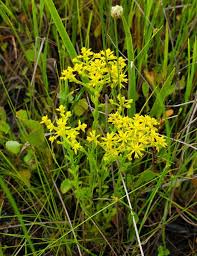 Image result for Nesaea ramosa