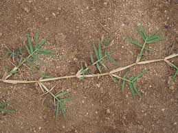 Image result for Cynodon aethiopicus