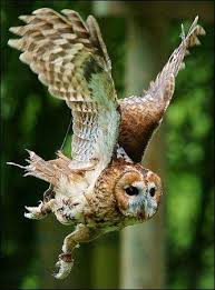 Les Amoureux Des Hiboux Chouettes Community Google Owl Tawny Owl Beautiful Owl