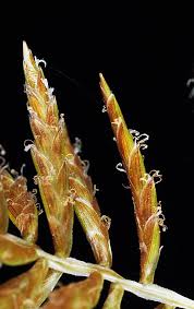 Image result for Cyperus luteus
