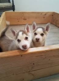 The wisconsin humane society is committed to providing protection, shelter, and care for wild and homeless animals. Siberian Husky Puppy Dog For Sale In Green Bay Wisconsin