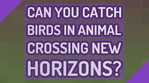 Can you catch the white owl and yellow bird? Can You Catch Birds In Animal Crossing New Horizons Youtube