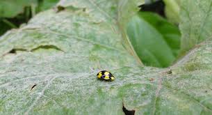 There are organic ways to kill powdery treat the powdery mildew now, and then weekly until the fungus is gone. Control Powdery Mildew Sustainable Gardening Australia