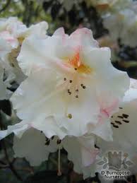 Rhododendron Fragrantissimum From Burncoose Nurseries Rhododendron Hybrids