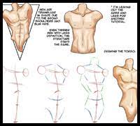 An art lesson on studying & drawing anatomy. Figure Drawing How To Draw Human Body Torso With Lesson And People S Bodies Torsoes For Creating Cartoons Comics Illustrations Characters