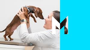 Wellness plans for pets at every age. Banfield Pet Hospital Mission Benefits And Work Culture Indeed Com