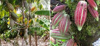 In its basic form it is composed of cacao powder, cocoa butter, and some type of sweetener such as sugar; How Chocolate Is Made