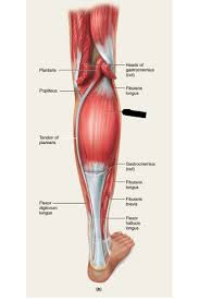 Many of the leg's muscles are also adapted to bipedalism, most substantially the gluteal muscles the medius muscle is shaped like a cap. Print Lower Extremity Muscles Flashcards Easy Notecards Anterior Leg Muscles Muscle Anatomy Hamstring Muscles